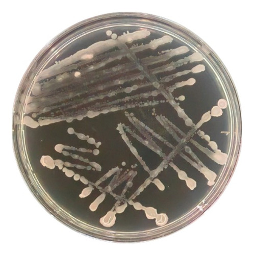 Cepa De Bacillus Subtilis En Placa Petri. 