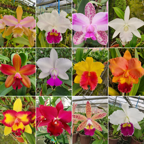 12 Mudas Orquidea Cattleya Pronta Entrega