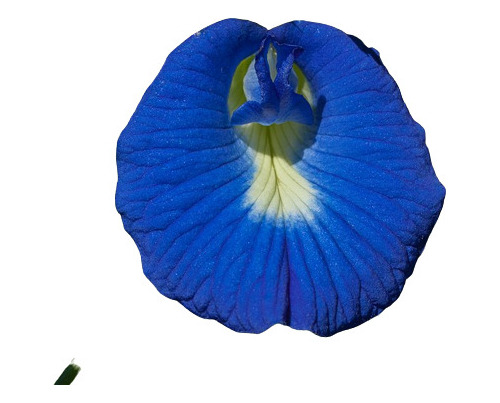 50 Sementes - Ervilha Borboleta Clitoria Fada Chá Azul Cunhã