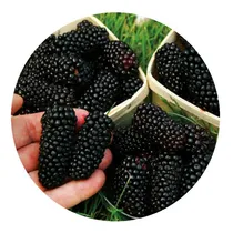 Comprar Semillas De Mora Gigante X30 Semillas Frutos Enormes