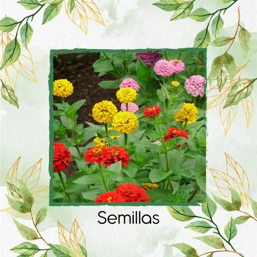 70 Semillas Flor Zinnia Enana Mezcla + Obsequio Germinación