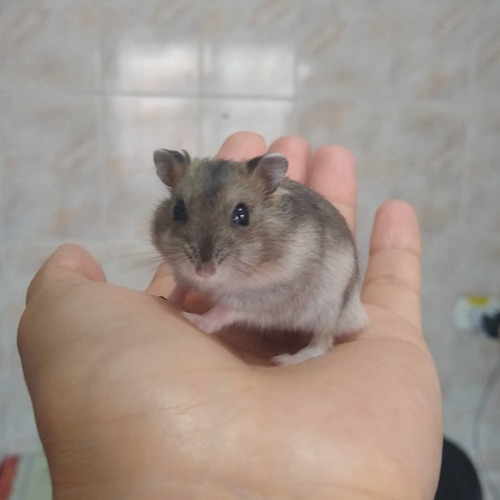 Hamster Anão Russo, Cores Diversas Preço Por Tempo Limitado