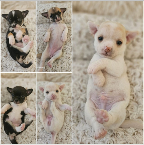Cachorritos Chihuahua ,listos Para Entrega.