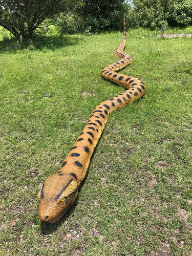 Animales Disecados 100% Artificiales VĂbora Anaconda