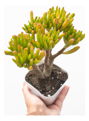 Crassula Ovata Lady Fingers Hobbit Gollum Suculenta N° 11