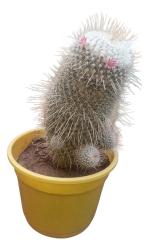 Cactus Mammillaria M°12 Ideal Regalos Souvenirs Colección
