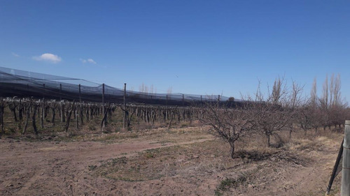 Imagen 13 de 22 de Finca En San Rafael