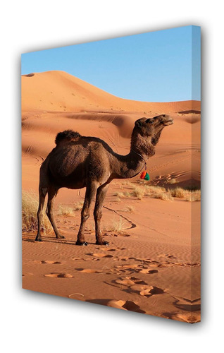 Cuadro 30x45cm Camello Desierto Dromedario M1