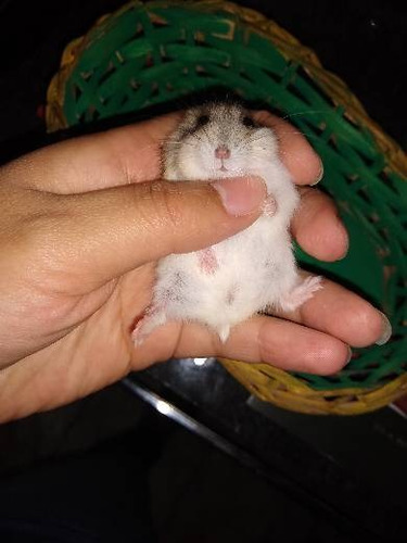 Hamster Chinês 