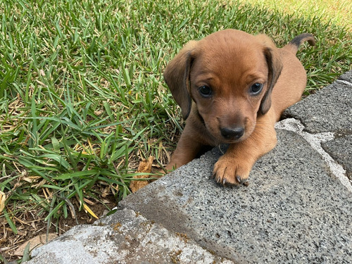 Hermoso Perro Salchicha