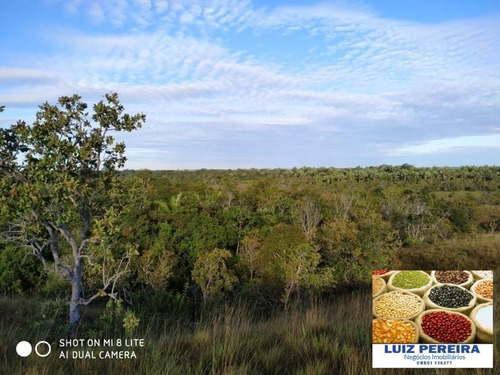 Imagem 6 de 15 de Fazenda Em Divinópolis - To - 136 Alqueirões (pecuária) - 1382