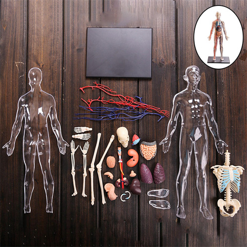 Cuerpo Humano Interactivo De Anatomía Completa Modelo De