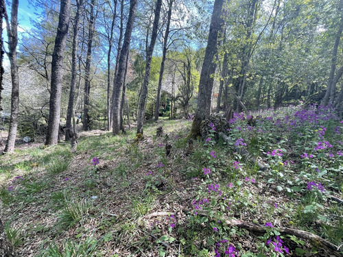 Terreno Rodeado De Bosque A 15 Minutos Del Centro De San Martín De Los Andes