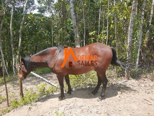Imagem 27 de 30 de Chacara - Ch00095 - 68699428