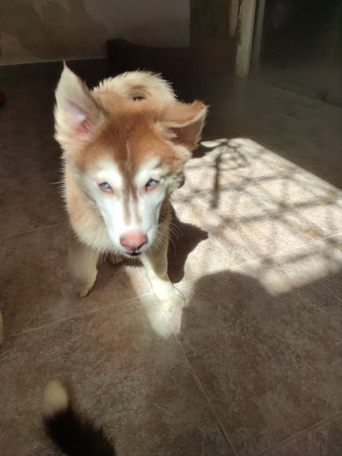 Cachorro Husky Siberiano Hembra