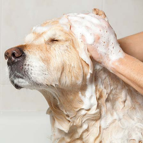 Imagen 2 de 3 de Shampoo Para Perros Y Gatos Castañas Hidratación 500ml
