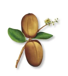 Klorane Tratamiento Cabello Seco Nutricion Y Reparacion