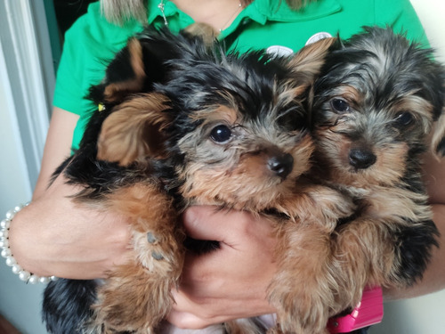 Camada Yorkshire Terrier 