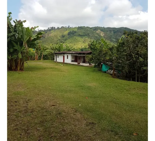 Vendo Finca Por El Trebol 7,5 Has (11,5 Cuadras) Chinchina