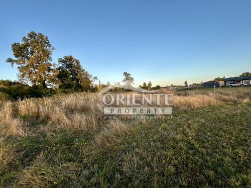 Osorno, Camino Puerto Octay Junto A Carretera