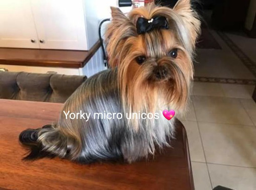 Yorkshire Fotos Correlativas Son Mis Bebes Mercado Libre Yorkshire Fotos Correlativas Son Mis Bebes Mercado Libre
