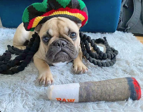 Juguetes Divertidos Para Perros - Juguetes Chirriantes De