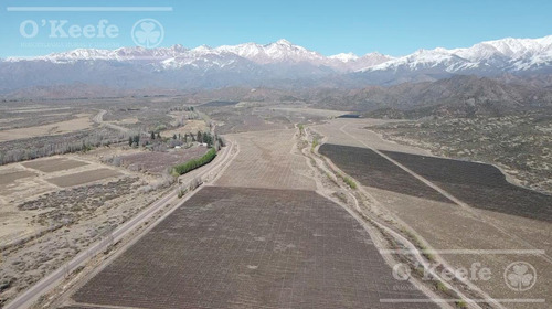 Imagen 10 de 30 de Campo En Venta En Tupungato De 30000 Has - Viñedos De Altura - Nogales - Desarrollo Inmobiliario