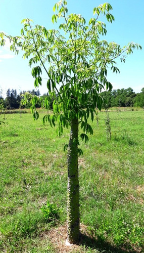 Imagen 16 de 18 de Chacra Mercedes (1,5 Hectareas) Único Por Su Forestación