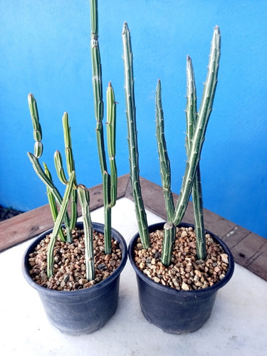 Imagem 4 de 7 de Muda Cactos Kleinia Stapelliformis
