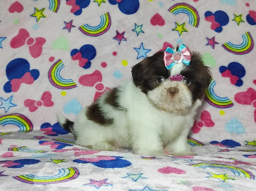 Linda Filhote Shih Tzu 