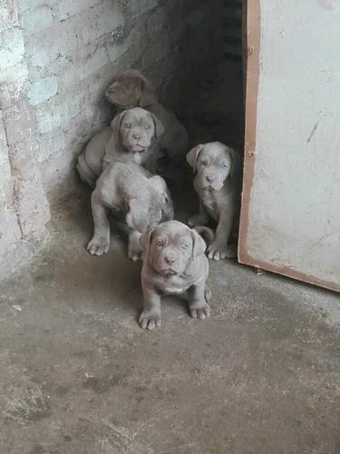 Cachorros Mástil Napolitano Listos Para La Entrega