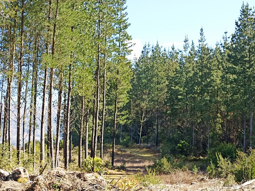 Sitios El Arrayan , Ruta O 60 Km 17 Cam Unihue Talcamavida