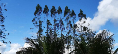 Imagem 26 de 30 de Fazenda Em Itabuna, Frente Para Br 101-160 Ha- R$ 10.000.000,00 - V65800