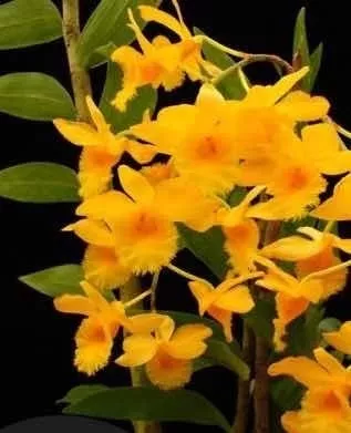 Orquídea Dendrobium Fimbriatum - Amarelo ( Adulta )