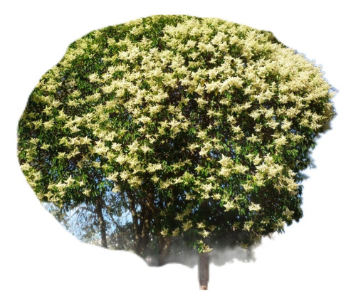 Arbol Ligustrum Lucidum Aurea E15