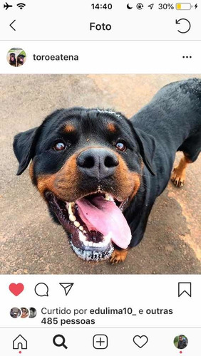 Filhote De Rottweiler Cabeça De Touro