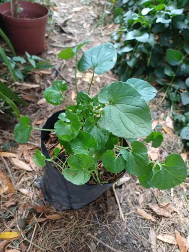 Centella Asiática Planta (gotu Kola)
