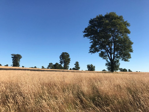 Agrícola En Venta En Pitrufquén