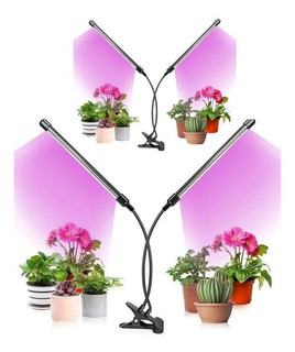 Violeta De Persia Plantas | MercadoLibre ?