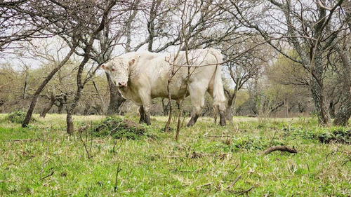 Imagen 1 de 12 de Campo En Venta, Costa Uruguay Sur 0