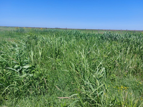 Se Vende Isla Entre Rios Sobre Arroyo Tigre