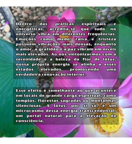3 Sementes Flor De Lótus Sagrada Rosa Nelumbo Nucifera