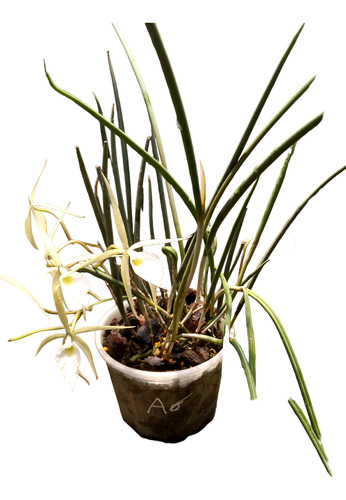 Orquidea Brassavola 