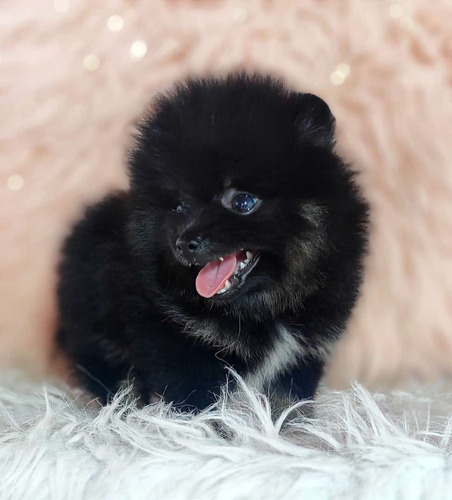 Hermosa Pomerania Toy Cara De Oso Perros Disponibles Pets