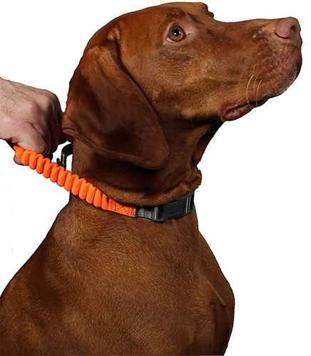 Penn Plax Bungee Collar Perro Control D Agarre Md 34-44 Cms 