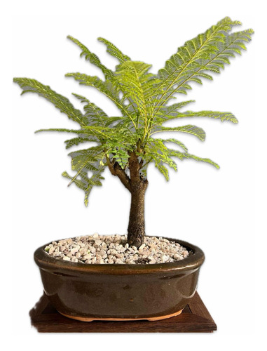 Bonsai Planta Jacaranda 15 Años 35 Cm Maceta Esmaltada N4