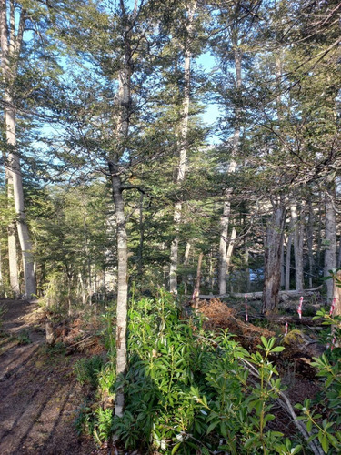 Imagen 7 de 10 de Lotes Terrenos Parcelas En La Montaña De 1.000 M2, 2.000 M2, 5.000 M2 Y 10.000m2 Paraje Rincón Ruta 231 Vistas Al Lago Nahuel Huapi Villa La Angostura
