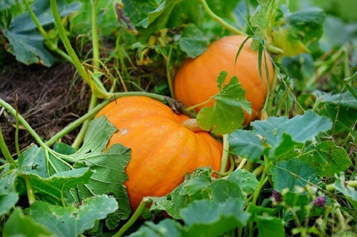 Semillas De Calabaza Zucca Quintale