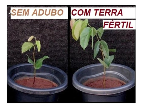 Terra Vegetal Especial Para Apartamentos Não Tem Estercos