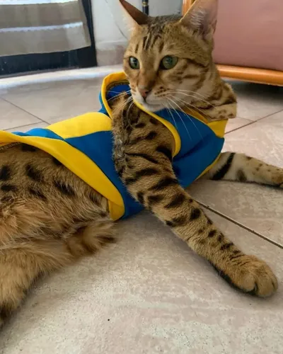 Remeras para gatos deals